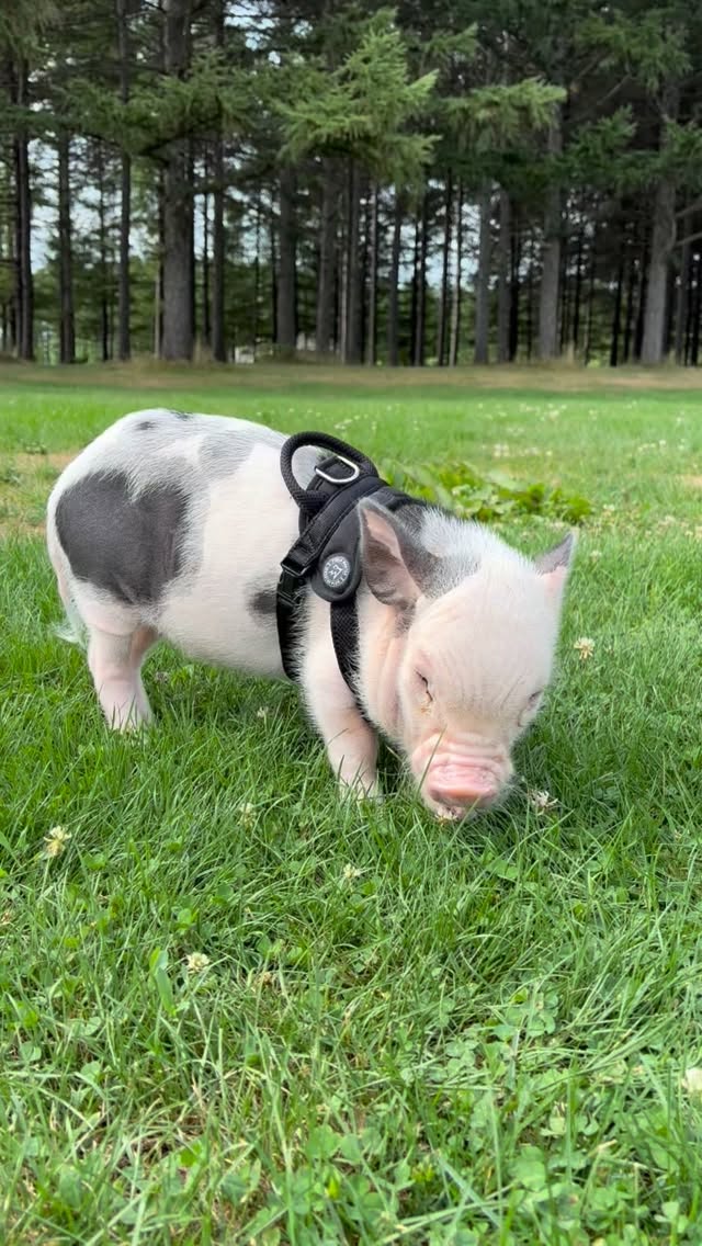 北海道滞在。

レンタル自転車でモエレ沼公園を散策
変わった小型犬だな〜って思って、ん！？

引き返してみるとミニブタでした。
懸命にシロツメグサの花を食べる姿が愛らしかったです。

#札幌　#モエレ沼公園　#北海道旅　#北海道ツーリング　 #woodworking #furnituremaker　#deusexmachina #デウスエクスマキナ　#野宿旅 #夏旅　#家具職人　#セイコーマート　#オートバイのある景色　#yamaha #japanturing #キャンプツーリング #xv1600 #ヤマハバイクのある風景 #木工作家　#夏旅　#北海道旅行　#木工時不知　#北海道ツーリング