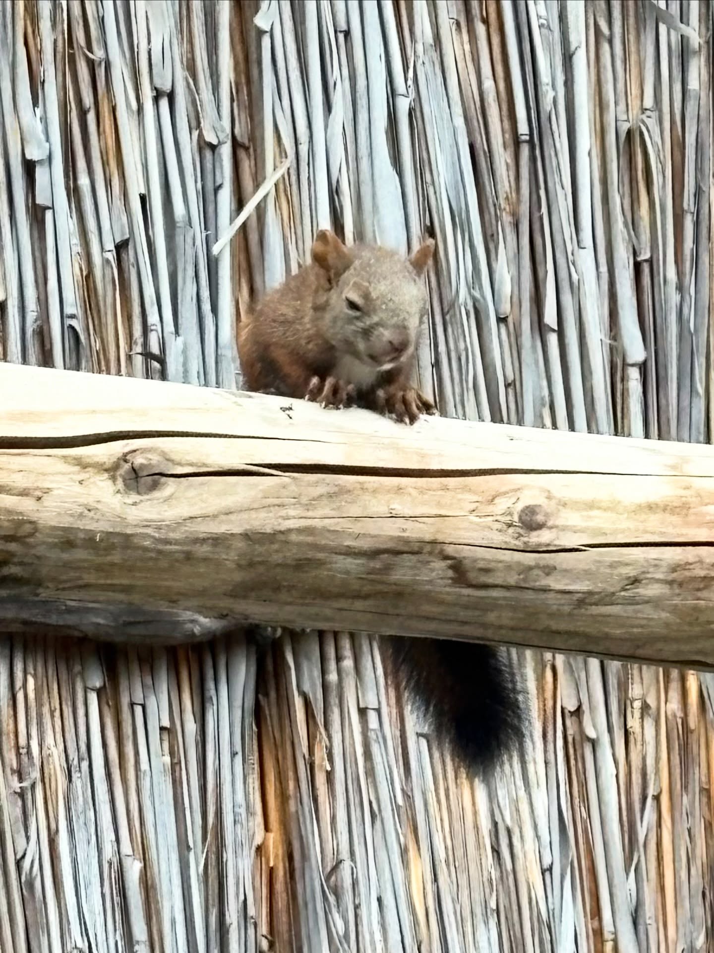 北海道滞在

ウポポイ(民族共生象徴空間)
エゾリスを初めて見ることができました。

子供ようで、まるで動かない。
昼寝をしているようです。