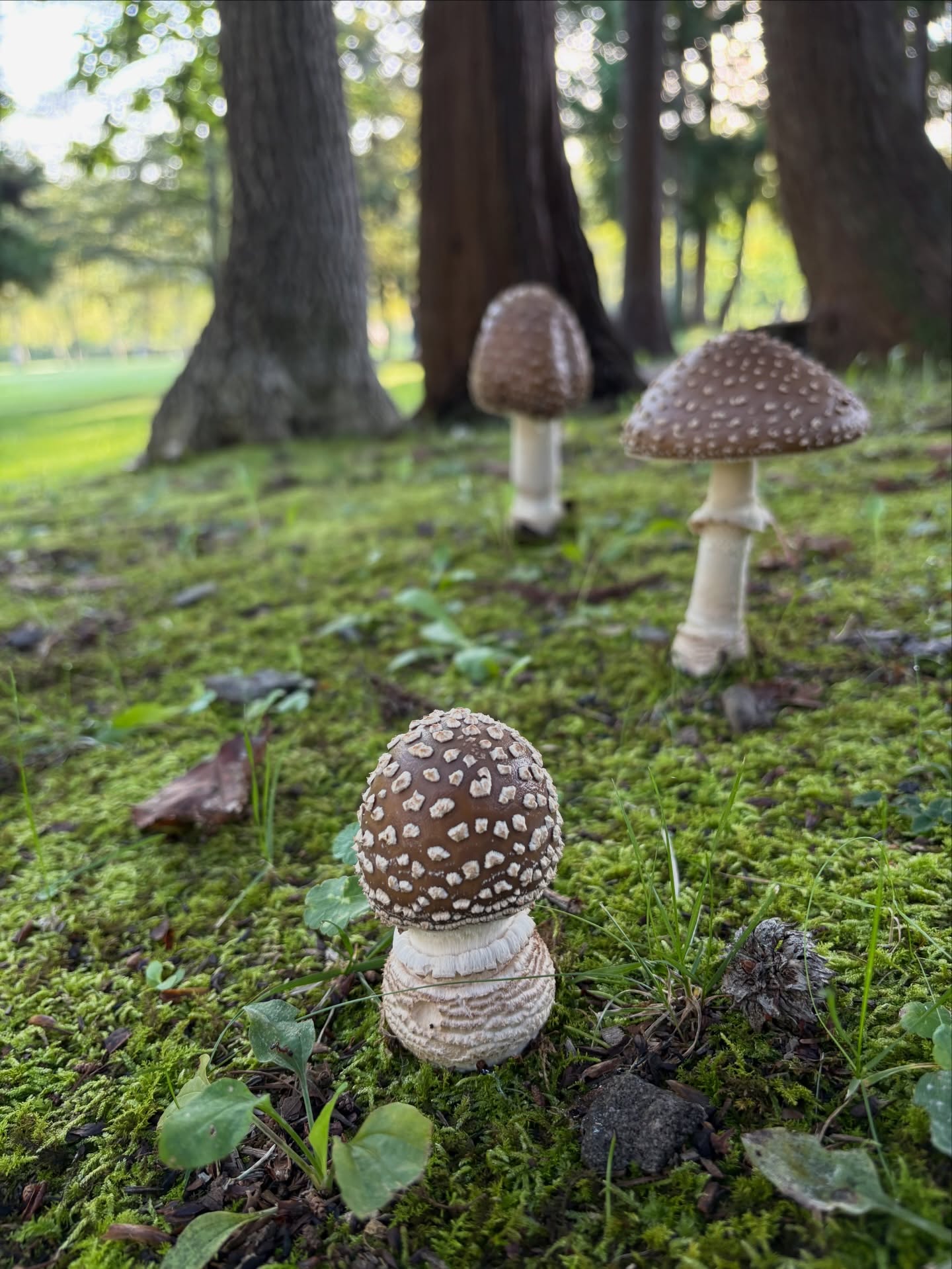 スーパーマリオなら間違いなく欲するキノコを夕食前に発見。

食べる前にAIに聞いてみると
イボテングダケという猛毒キノコの可能性が高いとのこと。

携帯は圏外。
Wi-Fiのあるキャンプ場で命を拾いました。

北海道滞在

#スーパーマリオ
#テングダケ
#北海道キャンプ