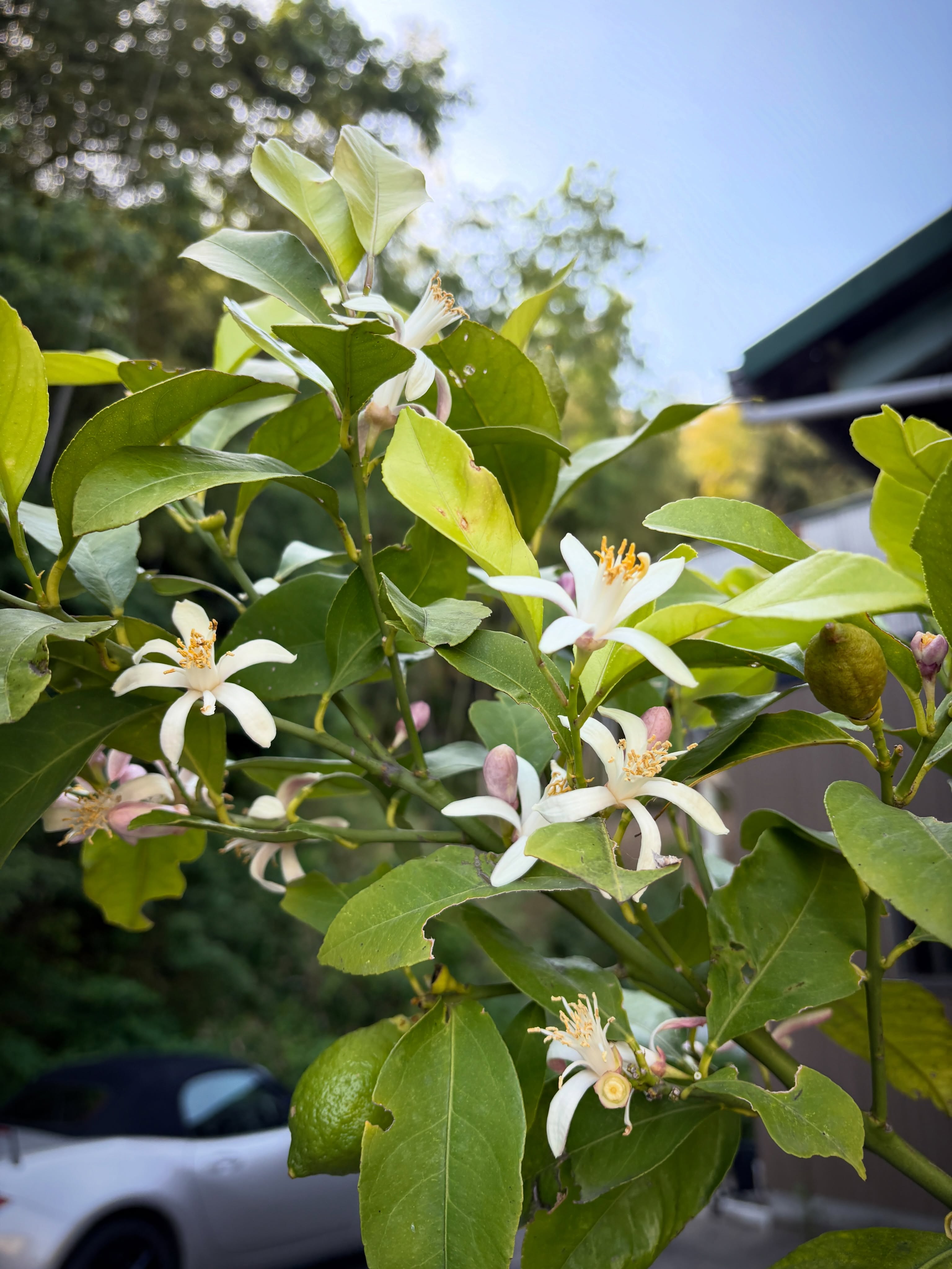 アトリエでは
檸檬(レモン)の樹が花を咲かせています。

風のない朝は
柑橘類の清涼な香りが漂っています。

梅雨前の気候は気持ちいいですね。

#レモンの花
#木工時不知 
#アトリエのある暮らし