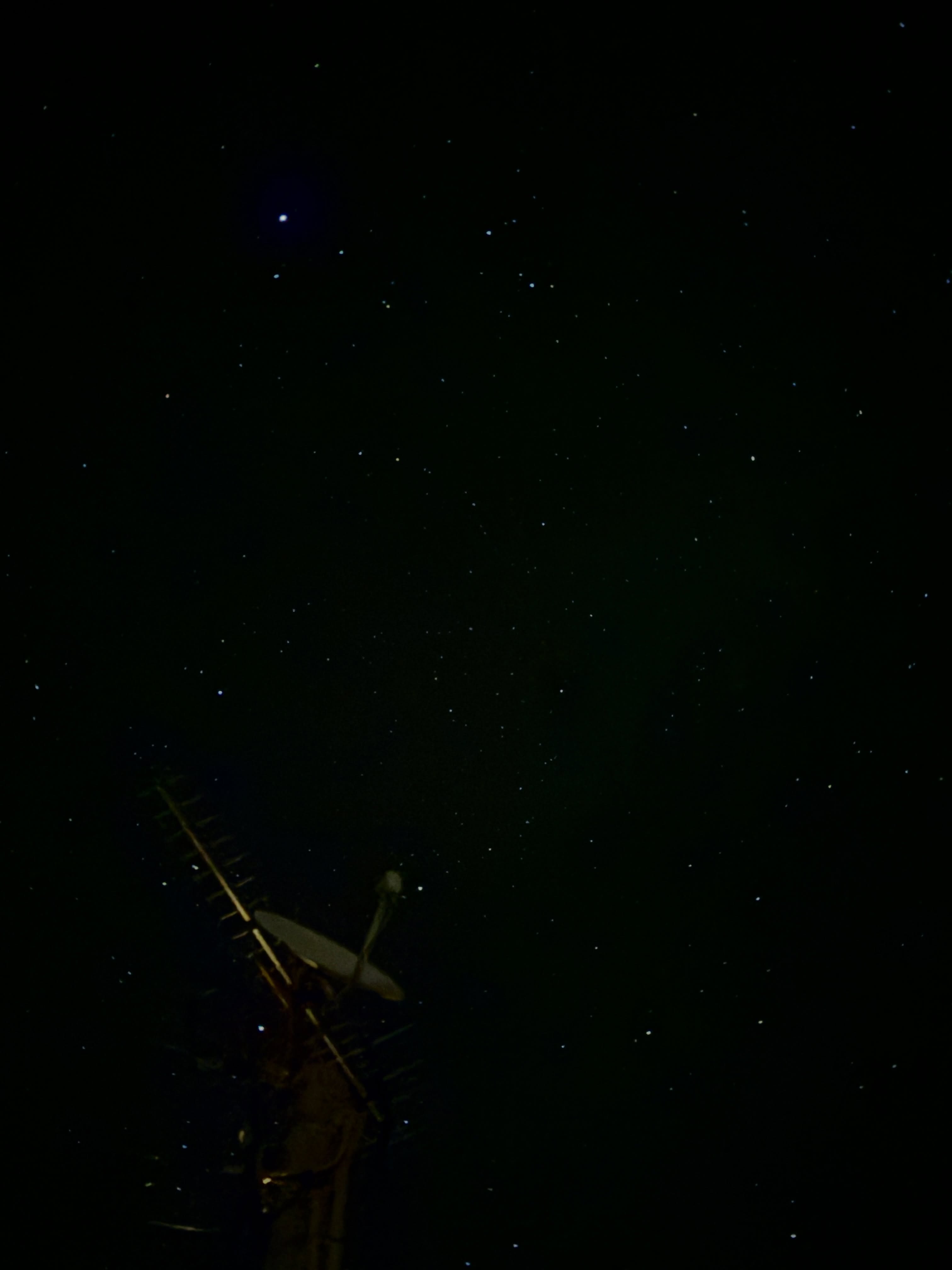 夏の石垣島

夜空を見上げると
星々の音が聞こえるほど輝いて、

足元の草むらには
固有種のホタルが発光しています。

素晴らしい夏の記憶になっていきます。